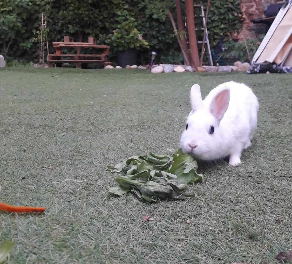 Le Jardin De Mimi Apartment เลซิยอง คอร์เบรียส์ ภายนอก รูปภาพ